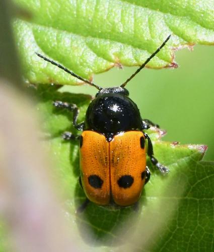 Cryptocephalus trimaculatus